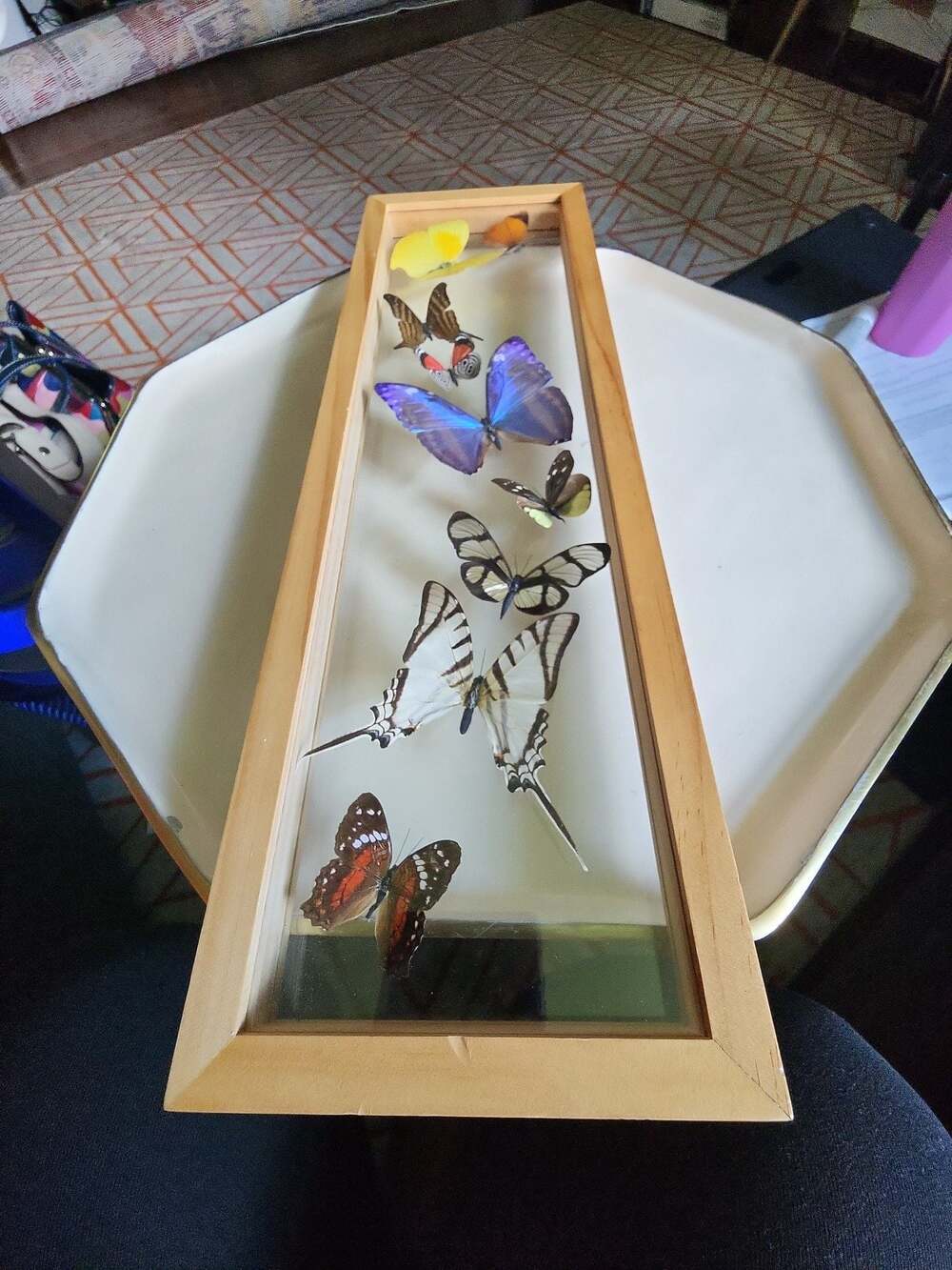 VINTAGE, STUNNING BUTTERFLY COLLECTION INSIDE WOODEN And glass shadow box frame